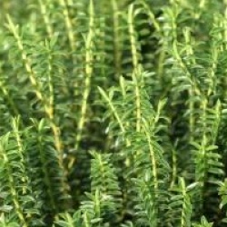 Hebe odora 'New Zeland' - Hebe New Zeland