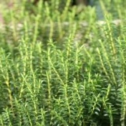 Hebe odora 'New Zeland'