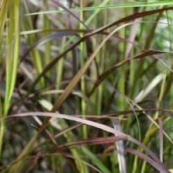 Pennisetum setaceum 'Rubrum'