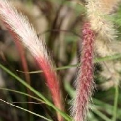 Pennisetum setaceum 'Rubrum'