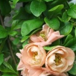 Chaenomeles x superba 'Cameo'