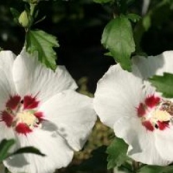 Hibiscus syriacus 'Red Heart'