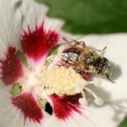 Hibiscus syriacus 'Red Heart'
