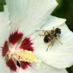 Hibiscus syriacus 'Red Heart'