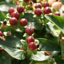 Hypericum x inodorum 'Miracle Marvel'