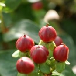 Hypericum x inodorum 'Miracle Marvel'