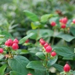 Hypericum x inodorum 'Miracle Attraction'