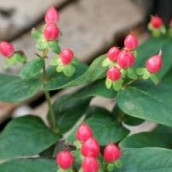 Hypericum x inodorum 'Miracle Attraction'