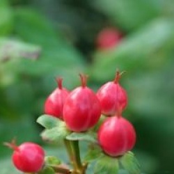 Hypericum x inodorum 'Miracle Attraction'