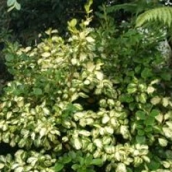 Griselinia littoralis 'Bantry Bay'