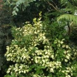 Griselinia littoralis 'Bantry Bay'