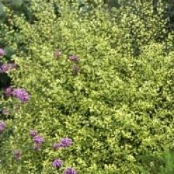 Pittosporum tenuifolium 'Donovan Gold'