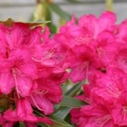 Rhododendron arboreum 'Southamptonia' 