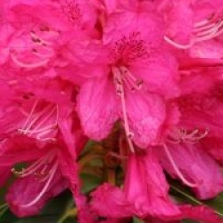 Rhododendron arboreum 'Southamptonia' 