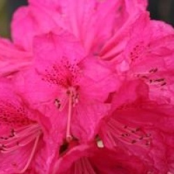 Rhododendron arboreum 'Southamptonia' 