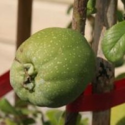 Chaenomeles x superba 'Cameo'