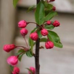 Malus 'Van Eseltine'