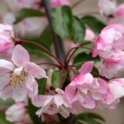 Malus 'Van Eseltine'