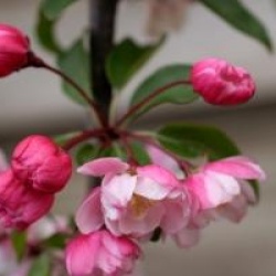 Malus 'Van Eseltine'