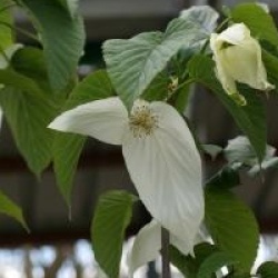 Davidia involucrata 'Sonoma'