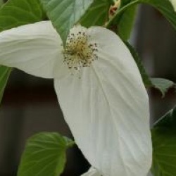 Davidia involucrata 'Sonoma'