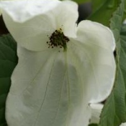Davidia involucrata 'Sonoma'