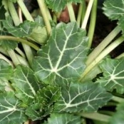 Eryngium variifolium - Eryngium variifolium