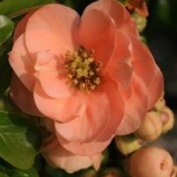 Chaenomeles x superba 'Cameo'