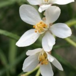 Choisya ternata 'Royal Lace'
