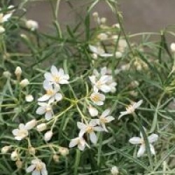 Choisya ternata 'Royal Lace'
