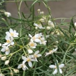 Choisya ternata 'Royal Lace'