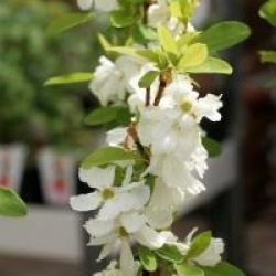 Exochorda Magical Springtime�