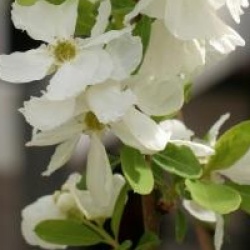 Exochorda Magical Springtime�