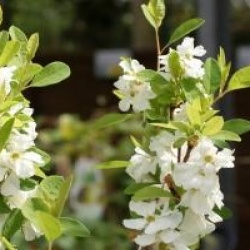 Exochorda Magical Springtime�