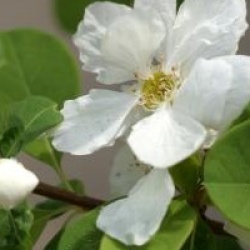 Exochorda Magical Springtime�
