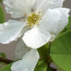 Exochorda Magical Springtime�