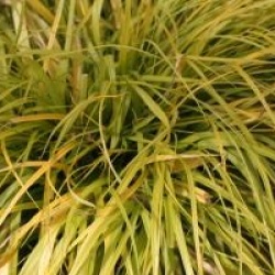 Carex oshimensis 'Everillo' �
