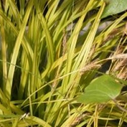 Carex oshimensis 'Everillo' �