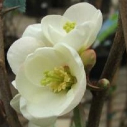 Chaenomeles x superba 'Flocon Rose' - Cognassier du Japon Flocon Rose