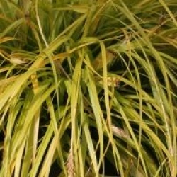 Carex oshimensis 'Everillo' �
