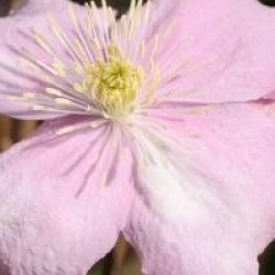 Clematis montana 'Rubens Superba'