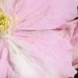 Clematis montana 'Rubens Superba'