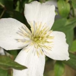 Clematis 'Spring Joy'