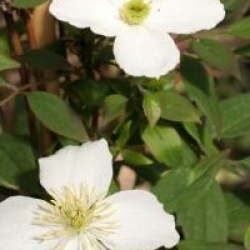 Clematis 'Spring Joy'