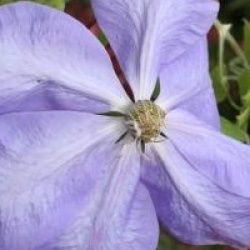 Clematis 'Mrs Cholmondeley'