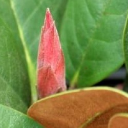 Rhododendron hodgsonii  - Rhododendron hodgsonii 