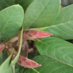 Rhododendron hodgsonii 