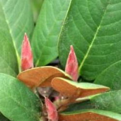Rhododendron hodgsonii 