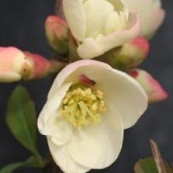 Chaenomeles x superba 'Flocon Rose'