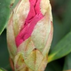Rhododendron Loderi Group ' Loderi Helen'